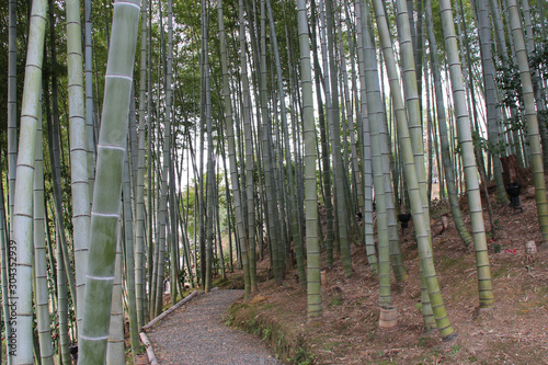 bamboo forest in kyoto  japan  