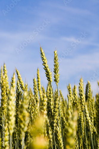 natural green ears of wheat