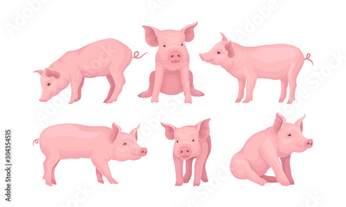 Farm Pig In Different Poses Vector Set