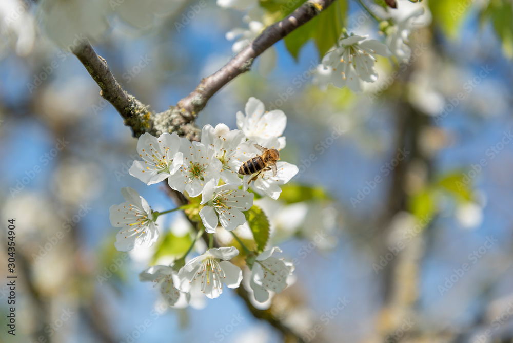 Blossoming cherries and bee in spring time. Blossoming cherries and bee in spring time.