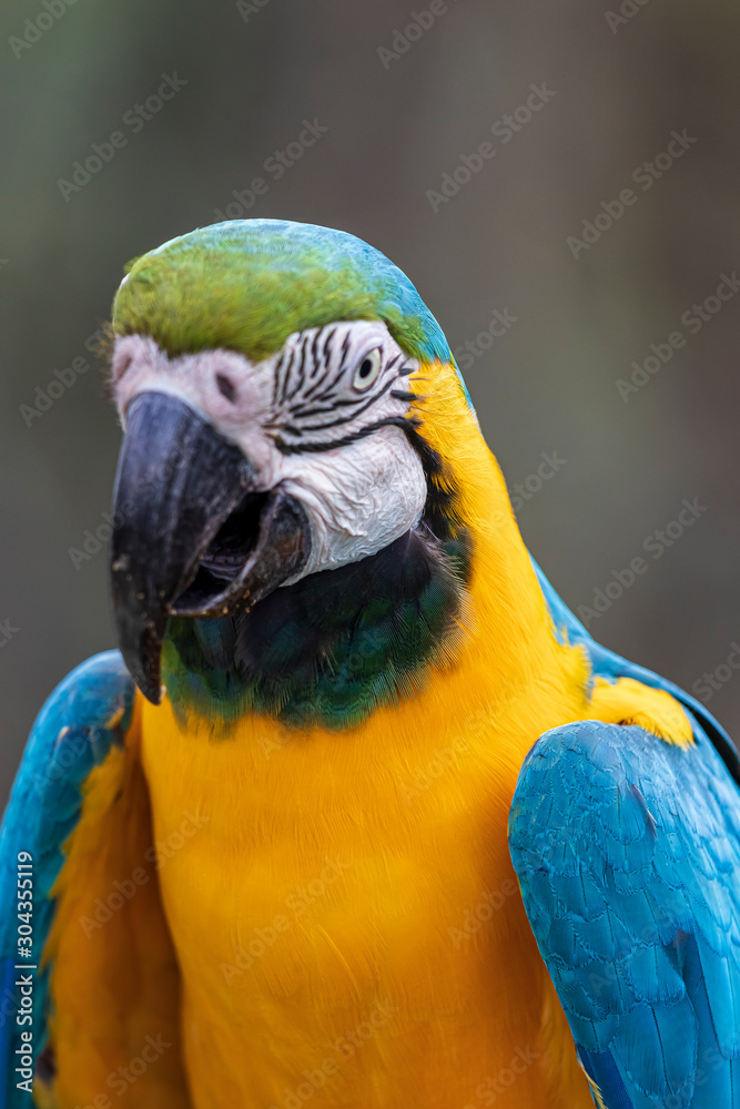 Parrot in jungle at Guembe Park, Santa  Cruz de la Sierra , Bolivia.