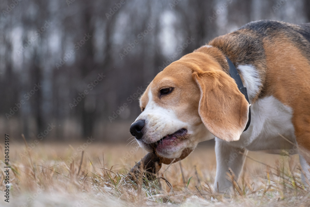 dog breed Beagle playing with a stick during a walk