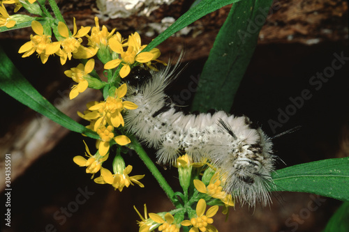 Hickory Tiger Moth Caterpillar (Lophocampa Caryae) photo