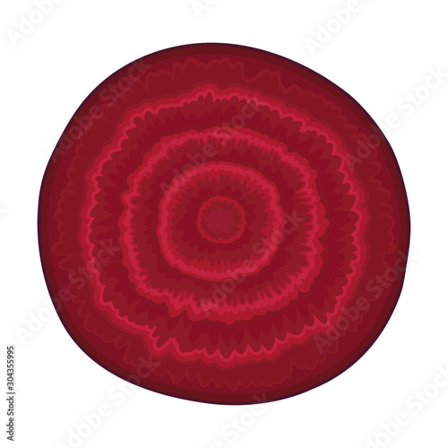 Beet Pith Circle Isolated On White Background Vector Element