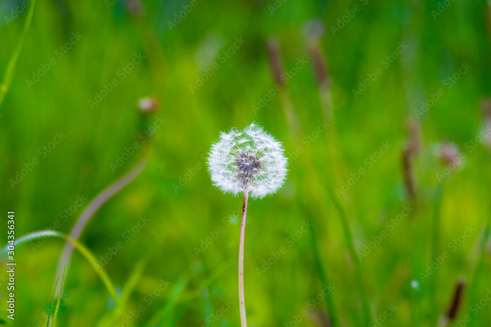 Macro shot of dandelion in green background Macro shot of dandelion in green background