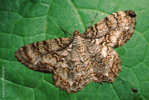 Tulip Tree Beauty Moth (Epimecis Hortaria)