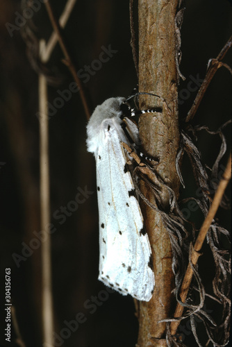 White Ermine Moth (Spilosoma Lubricipeda)