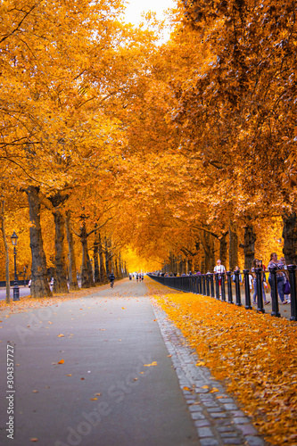 Fototapeta Naklejka Na Ścianę i Meble -  Autumn color leaves in green park london