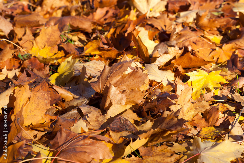 Dry foliage fallen