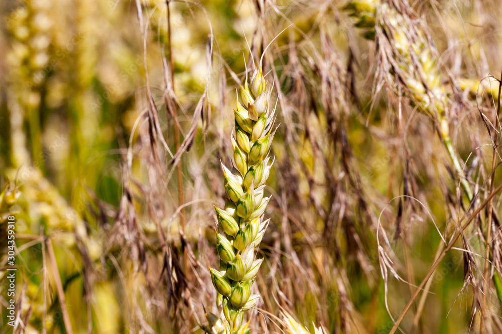 Fototapeta premium yellowing wheat in summer