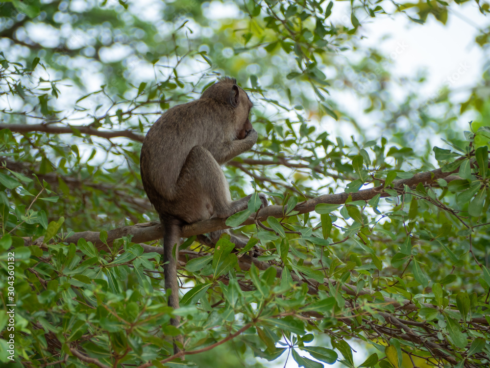 A monkey on the tree A monkey on the tree