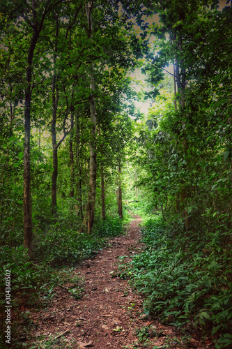 path in the forest © akhil
