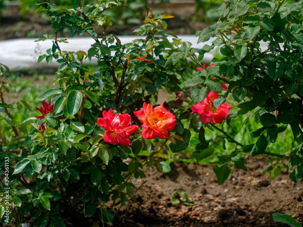 red Bush roses in the garden, Russia.