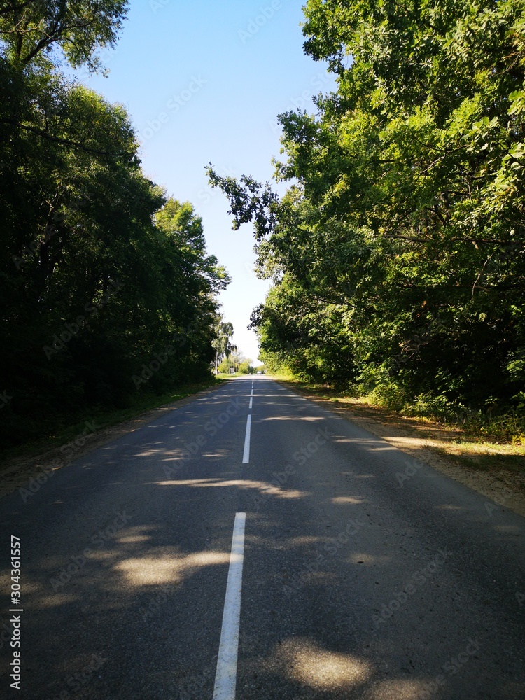 Obraz premium road along a forest belt