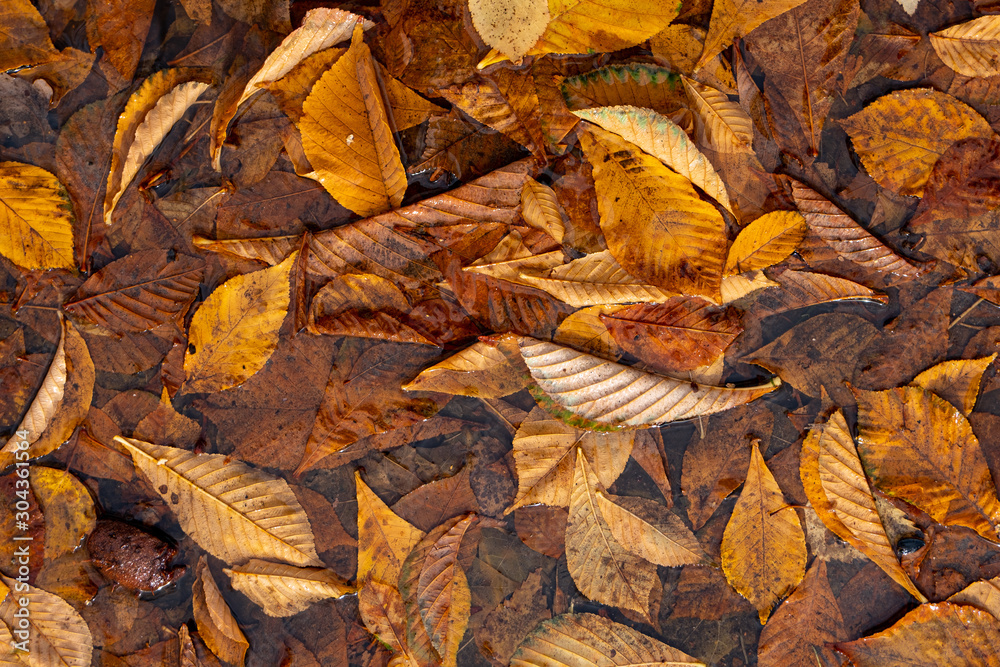 Obraz premium Autumn Leaves Background. Colorful autumn