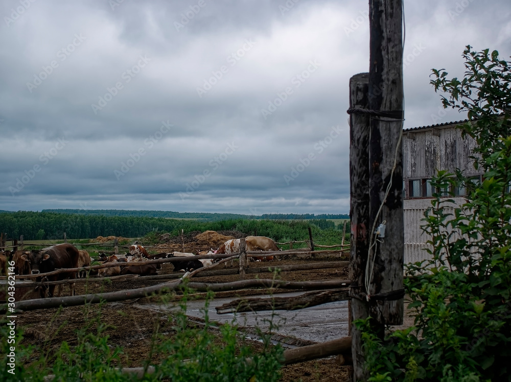 street corral with cows in summer, Russia. street corral with cows in summer, Russia.