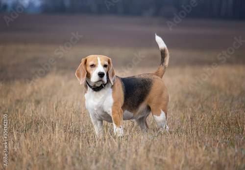portrait of a beagle dog on the autumn field by walking