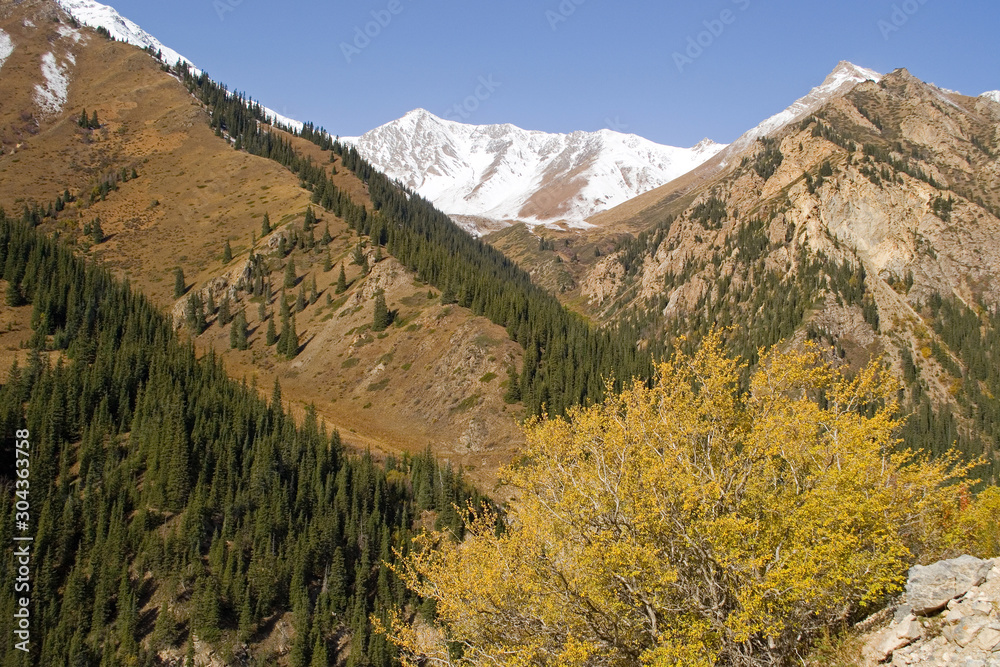 Picturesque autumn mountain landscape: a tree with yellow foliage, evergreen spruce and mountain peak with a snow cap, Kyrgyzstan