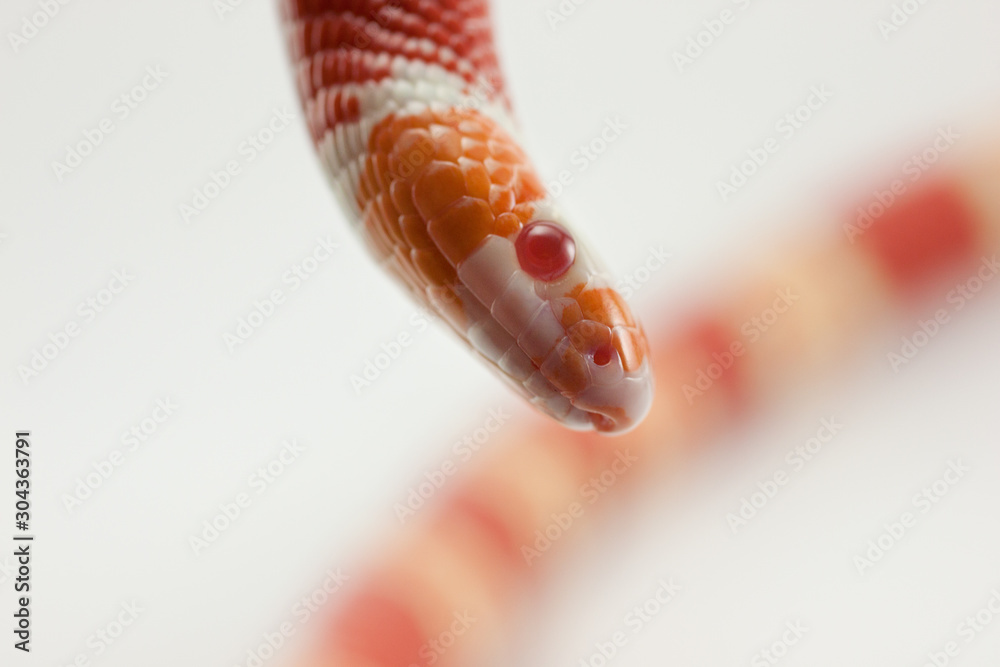 Fototapeta premium Lampropeltis triangulum, coral false albine snake