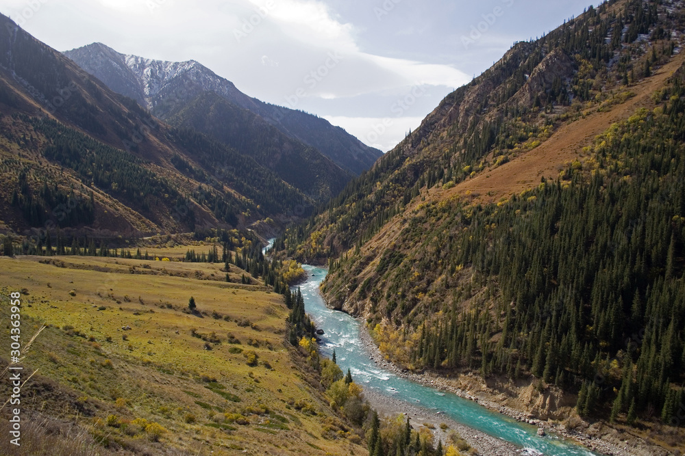 The blue wild river flows through the canyon. The sun is shining. On the banks there are yellow autumn trees and green spruce groves. In the distance you can see a mountain with a snow cap, Kyrgyzstan
