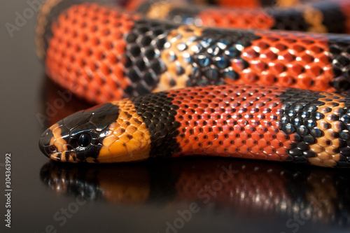 Lampropeltis triangulum, coral false red snake photo