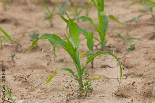 young corn seedlings, close-up