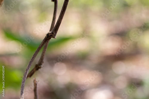 A Close Up View of Dry Tree Branches © Prasetyo MW