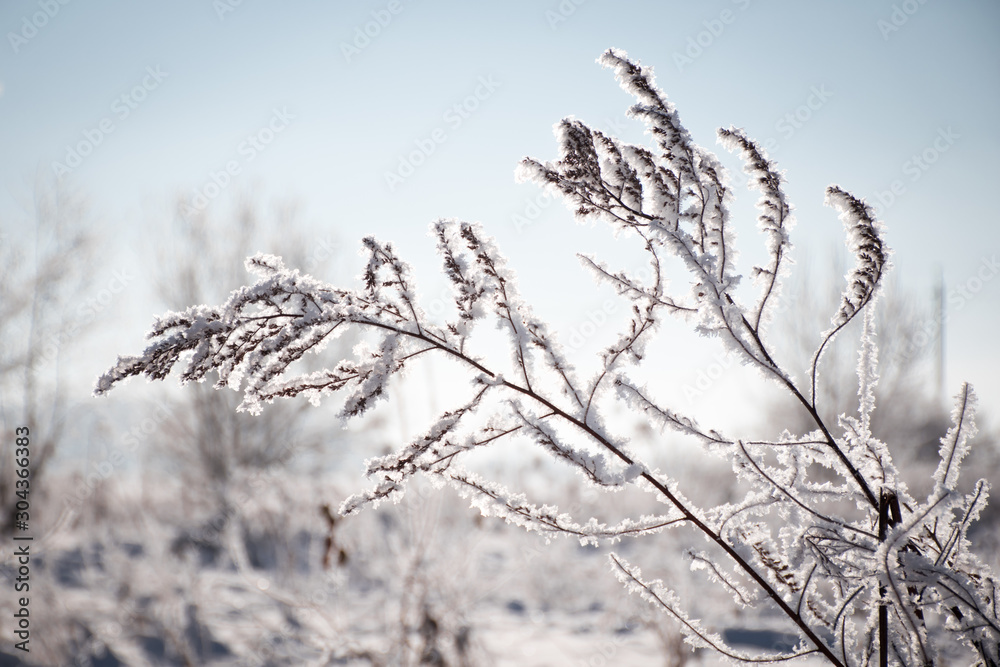 Obraz premium Winter frosty day. The grass in the hoarfrost is covered with snow