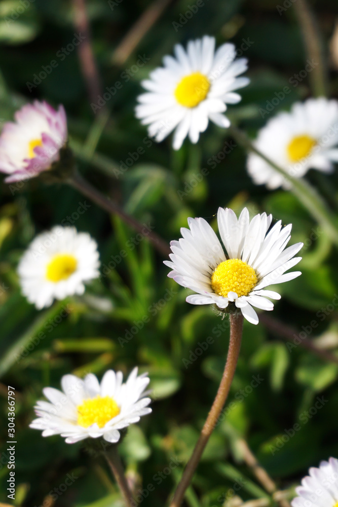 White daisies swaying in the wind