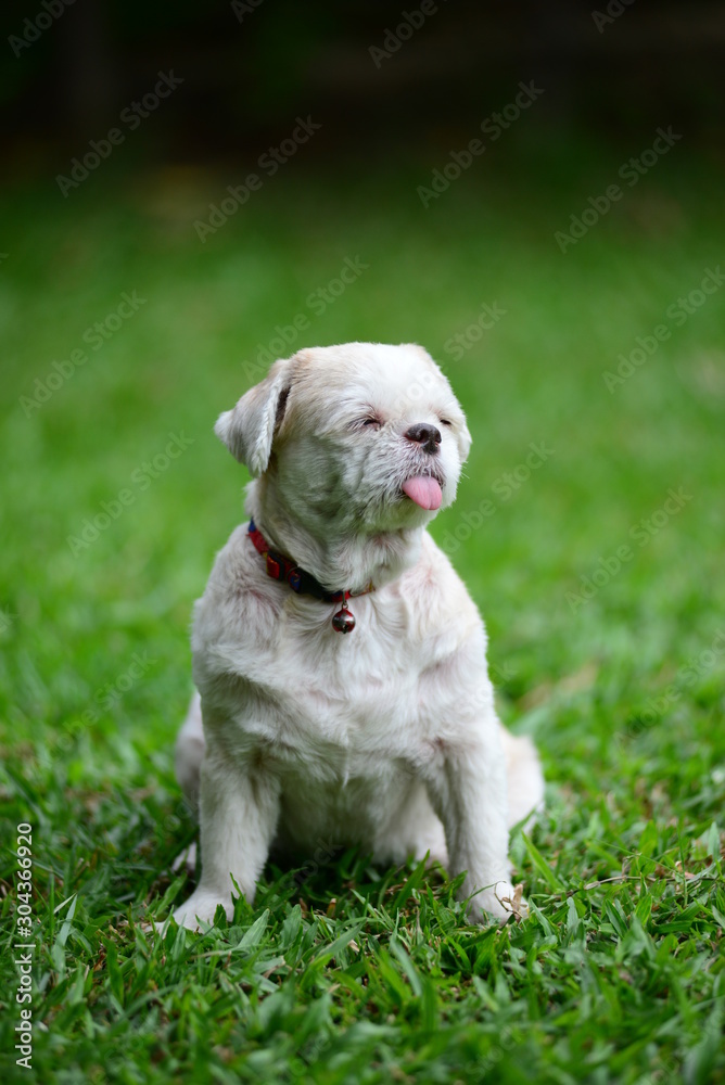 White old dog on the green grass field. White old dog on the green grass field.