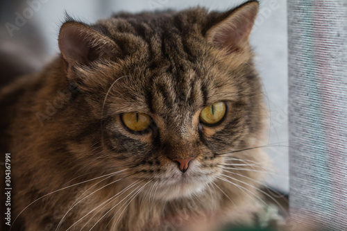 cat in cafe