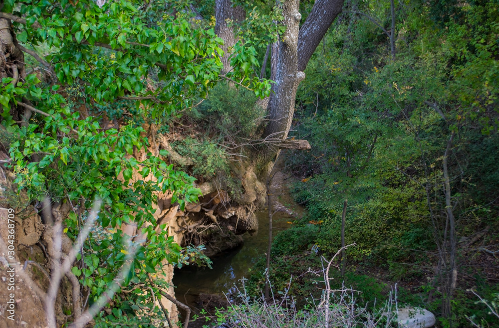 Fototapeta premium tree in the forest