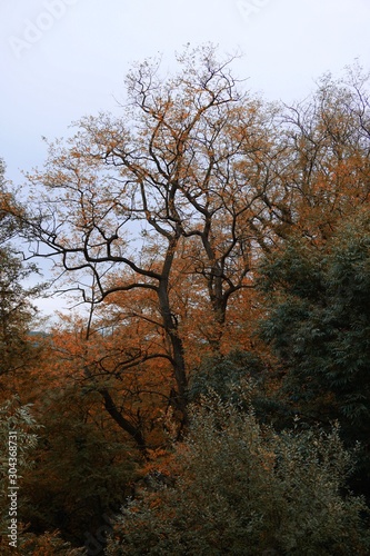 trees with autumn colors in the mountain in autumn season