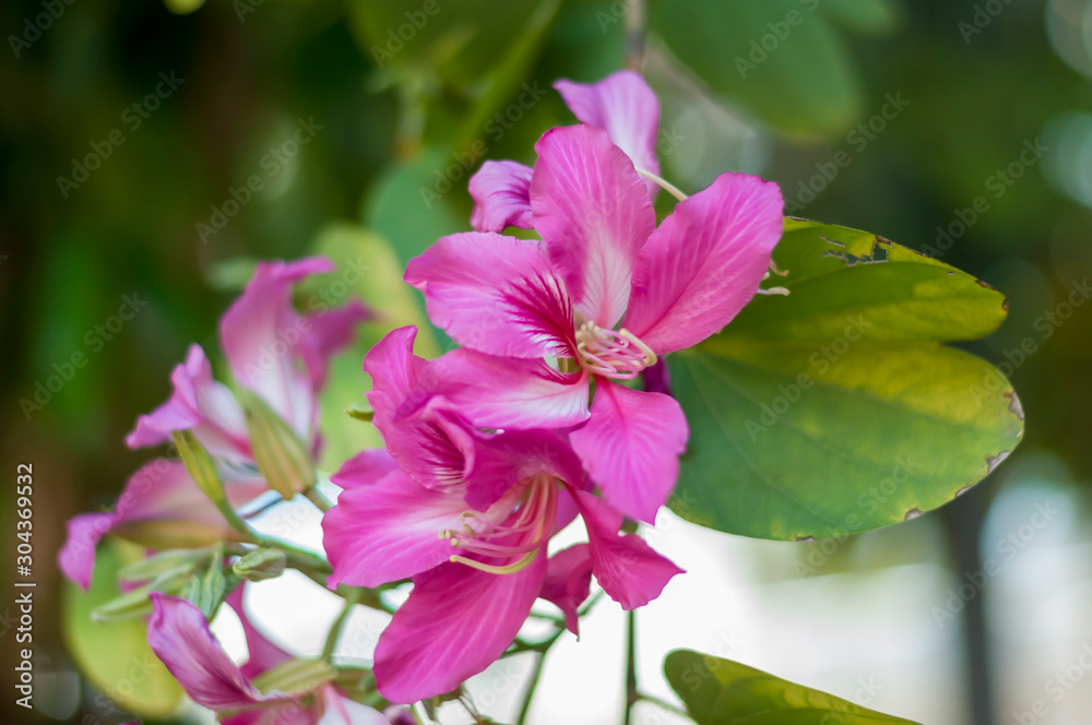 Bauhinia purpurea L, Chongkho flowers in the park. Bauhinia purpurea L, Chongkho flowers in the park.