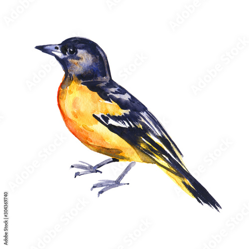 Watercolor drawing bird, yellow oriole painted at white background, hand drawn illustration