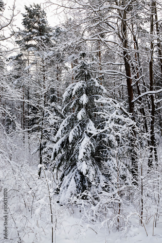 coniferous trees, spruce © rsooll