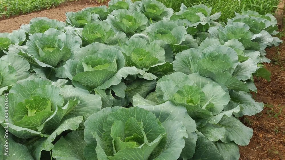 green cabbage