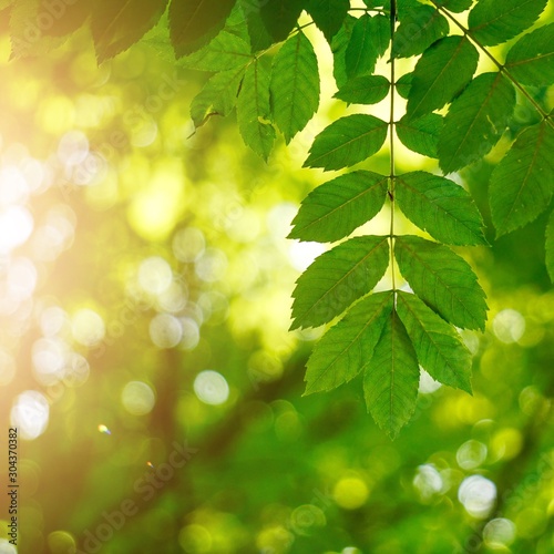 green tree leaves and sunlight in the nature, green background © Ismael