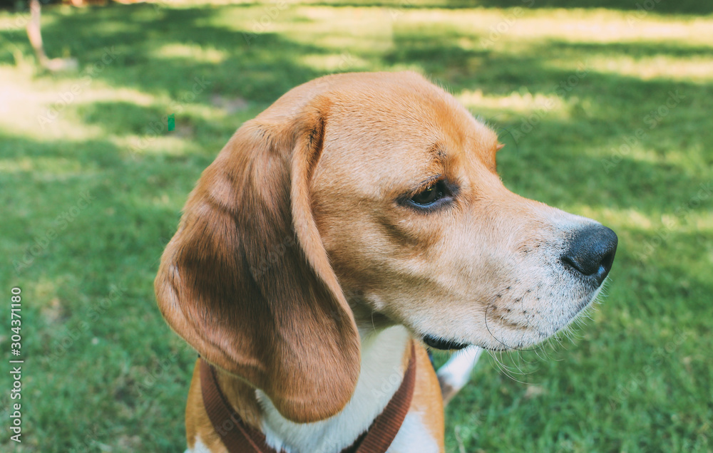 Portrait of Beagle breed dog resting quietly on the grass of a garden at sunset