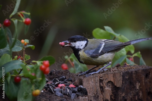 Sparrow on a stump with a nut in its beak