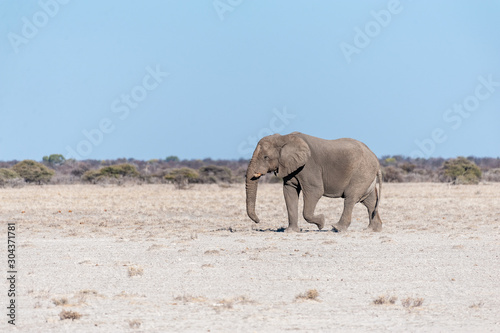 One big male African Elephant -Loxodonta Africana- walking down the plains of Etosha National Park.