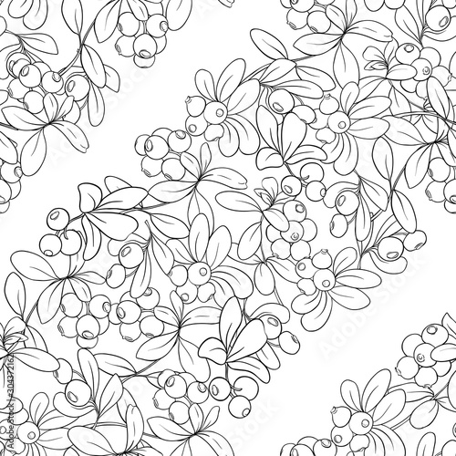 Cranberry. Seamless pattern, background. Outline hand drawing vector illustration