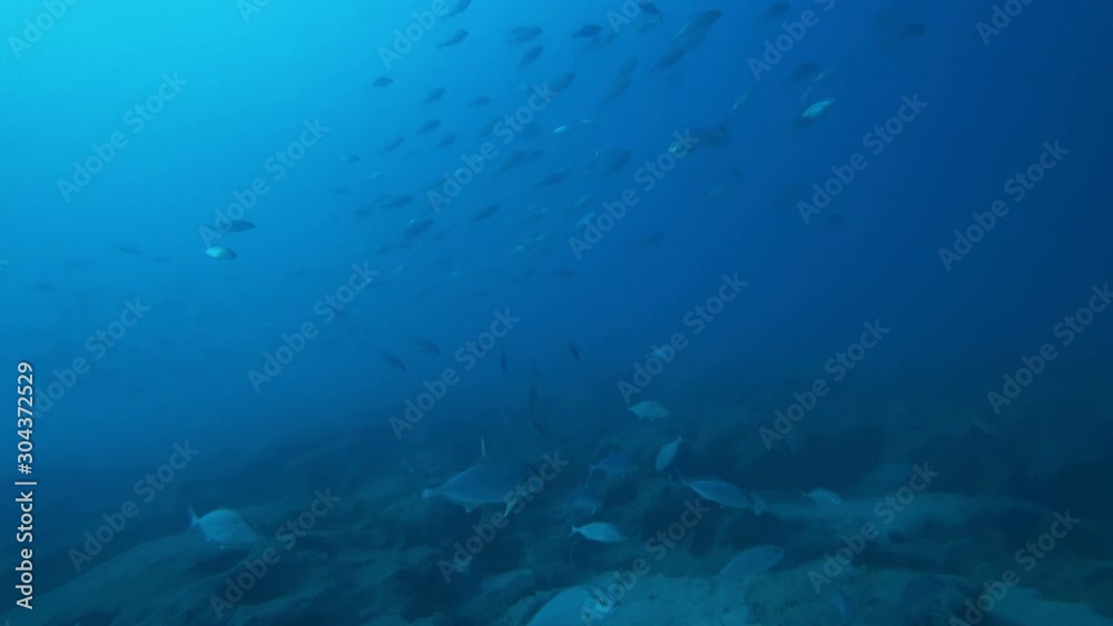 School of bluefishes are swimming in the blue clear sea in the Mediterranean Sea School of bluefishes are swimming in the blue clear sea in the Mediterranean Sea