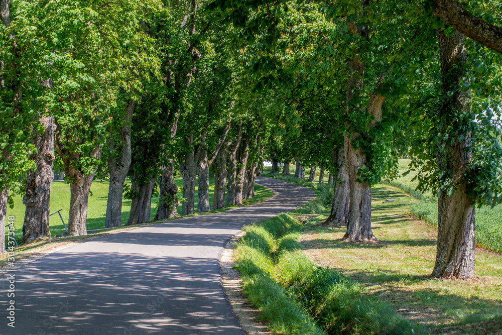 Allee bei Dischingen