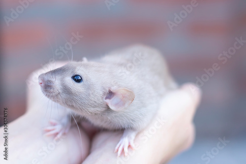 beautiful beige rat sits on his hands. Decorative rat or mouse. Care and protection of mice and rats. The concept of holiday, fun. Charming pet.