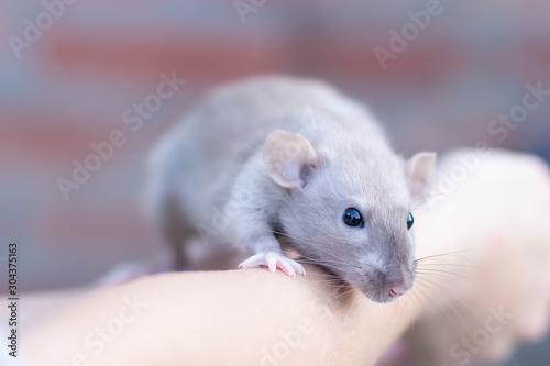 beautiful beige rat sits on his hands. Decorative rat or mouse. Care and protection of mice and rats. The concept of holiday, fun. Charming pet.