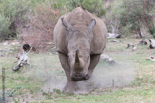 White rhino charging 