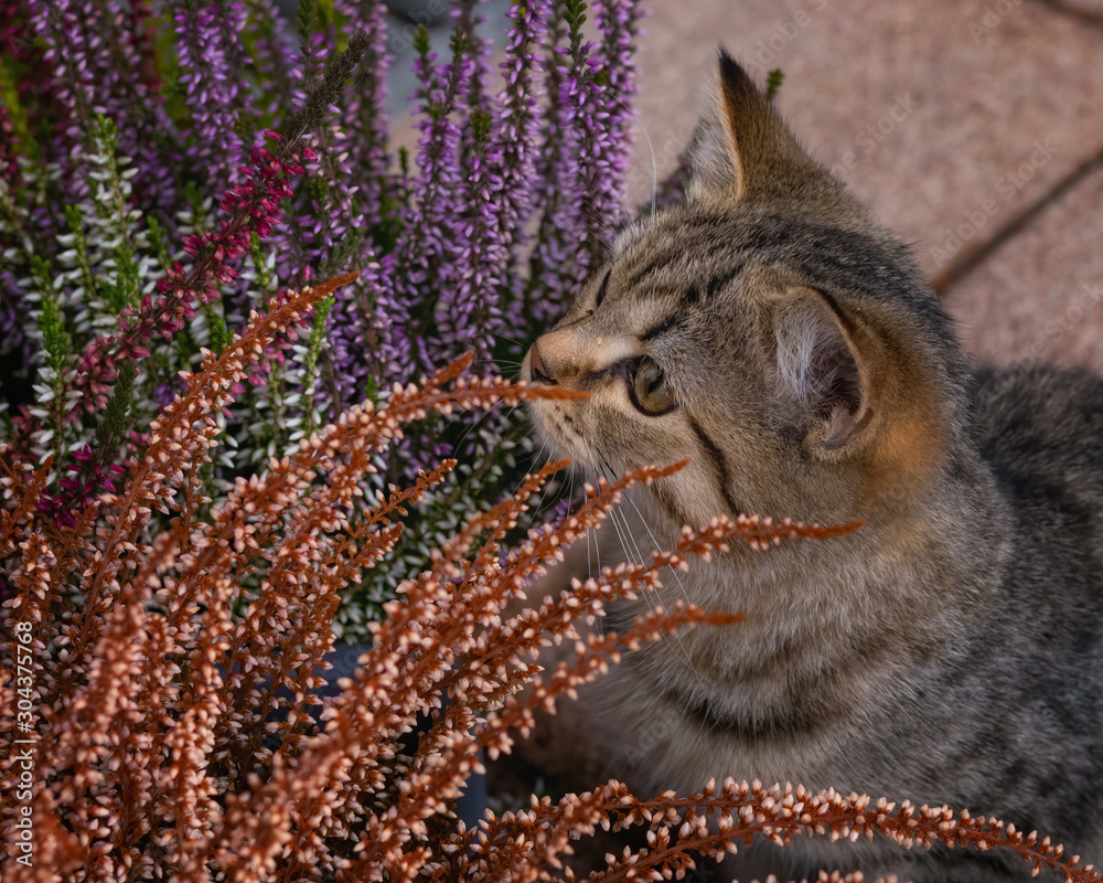 Kleines getigertes Kätzchen zwischen bunten Heidepflanzen