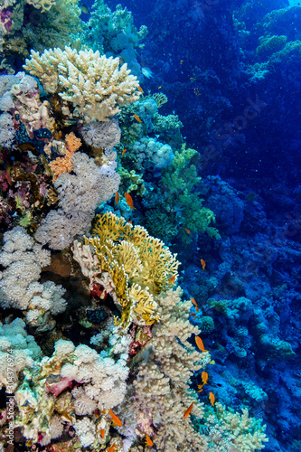 Fototapeta Naklejka Na Ścianę i Meble -  Coral Reef at the Red Sea, Egypt