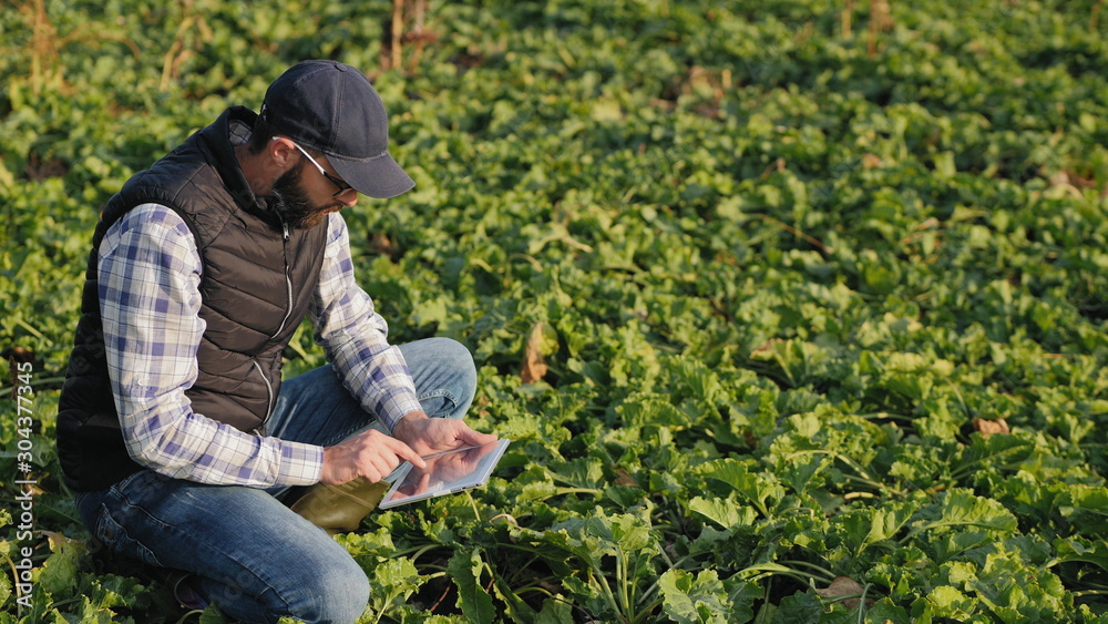 Modern farmer works in a sugar beet field, uses a digital tablet